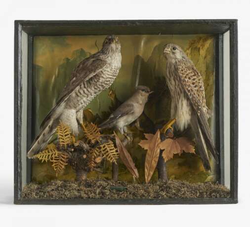 Vier Dioramen mit heimischen Vögeln und ein Specht auf einem Ast - фото 6