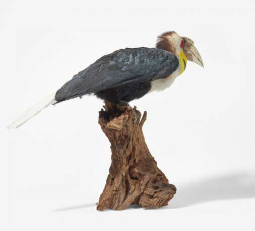 Männlicher Furchenhornvogel - photo 4