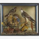 Fünf Dioramen mit heimischen Vögeln - photo 11