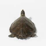 Karettschildkröte - photo 2