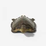 Karettschildkröte - фото 4