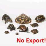 Vier Schildkrötenpanzer und fünf Präparate von Schildkröten - photo 1
