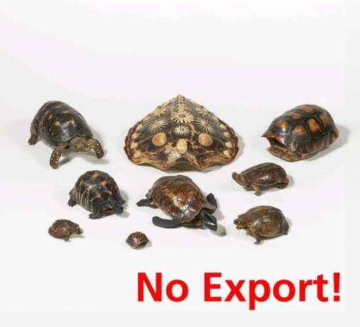 Vier Schildkrötenpanzer und fünf Präparate von Schildkröten - Foto 1