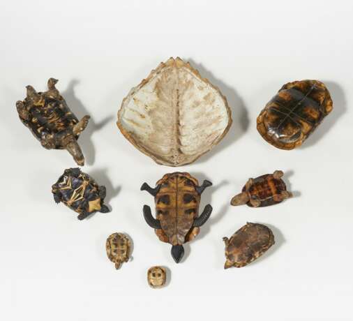 Vier Schildkrötenpanzer und fünf Präparate von Schildkröten - Foto 3