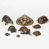 Vier Schildkrötenpanzer und fünf Präparate von Schildkröten - photo 4