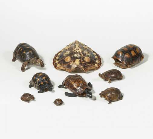 Vier Schildkrötenpanzer und fünf Präparate von Schildkröten - Foto 4