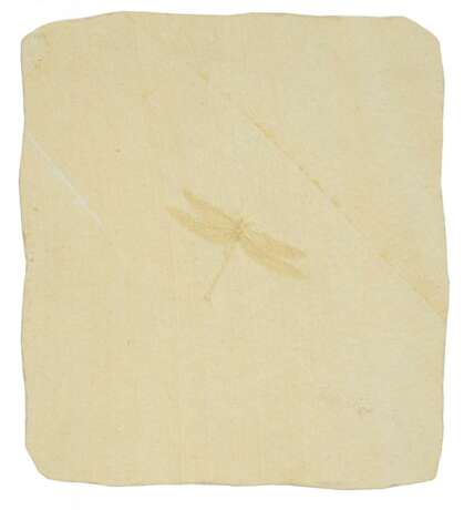 Kalksteinplatte mit Libelle - Foto 1