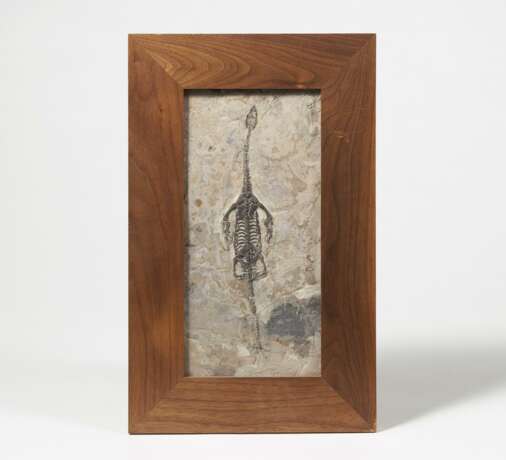 Fossil eines Knochenfischs und eines marinen Sauriers - Foto 4
