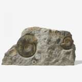 Stein mit zwei Ammoniten - фото 1