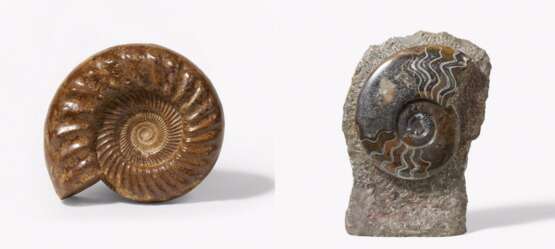 Zwei große polierte Ammoniten - Foto 1