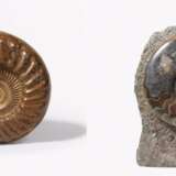 Zwei große polierte Ammoniten - photo 1