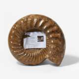 Zwei große polierte Ammoniten - photo 2