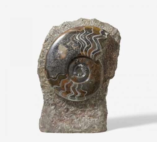 Zwei große polierte Ammoniten - Foto 3