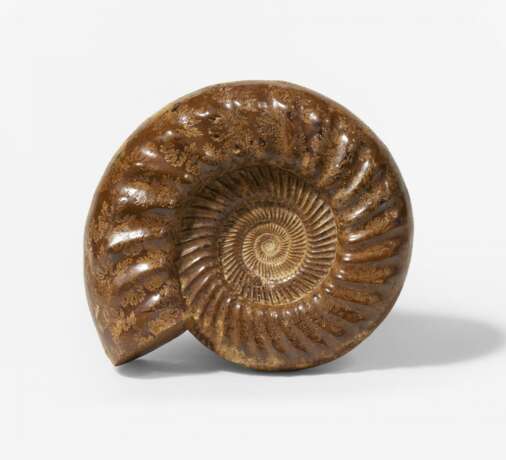 Zwei große polierte Ammoniten - Foto 5