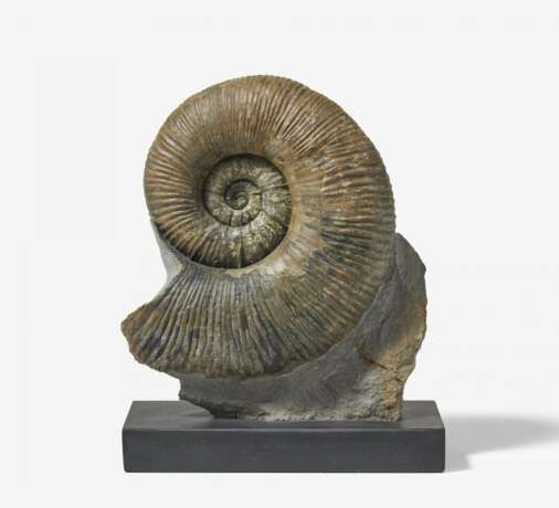 Ammonit mit feiner Zeichnung - фото 1