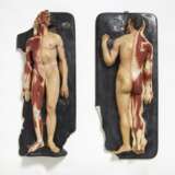 Paar liegender männlicher Anatomie-Modelle, zur Hälfte enthäutet - Foto 1