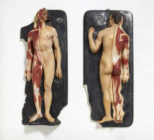 Paar liegender männlicher Anatomie-Modelle, zur Hälfte enthäutet - фото 1