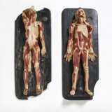 Paar männliche Anatomie-Modelle, enthäutet und von großen Muskeln befreit - photo 1