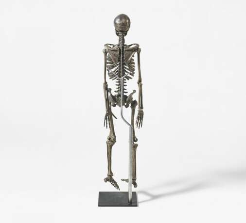 Anatomiemodel eines Skeletts - фото 3