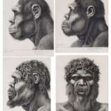 Winker, Friedrich. Vier anthropologische Zeichnungen von Homo erectus und sapiens - Foto 1