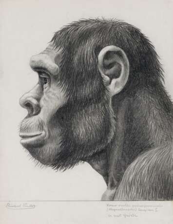 Winker, Friedrich. Vier anthropologische Zeichnungen von Homo erectus und sapiens - Foto 5