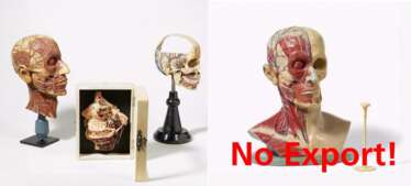 Stethoskop und vier Anatomiemodelle des Kopfes