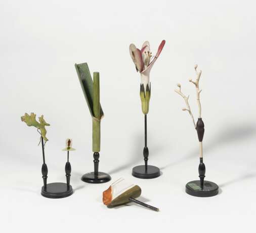 Sieben Pflanzen-anatomische Modelle - фото 1
