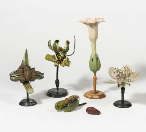 Fünf Pflanzen-anatomische Modelle - Foto 1