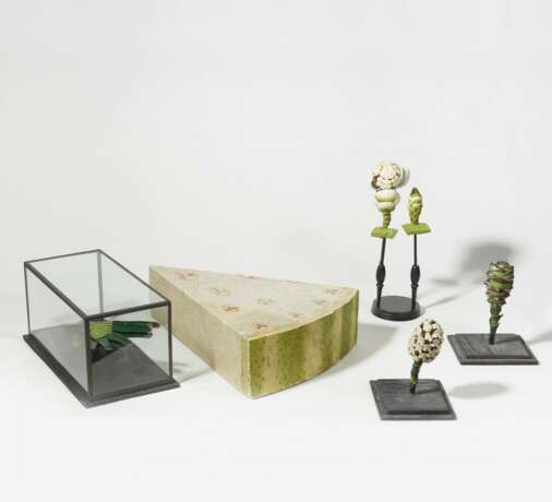 Sechs Pflanzen-anatomische Modelle - Foto 2