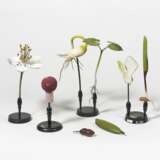 Sieben Pflanzen-anatomische Modelle - Foto 1