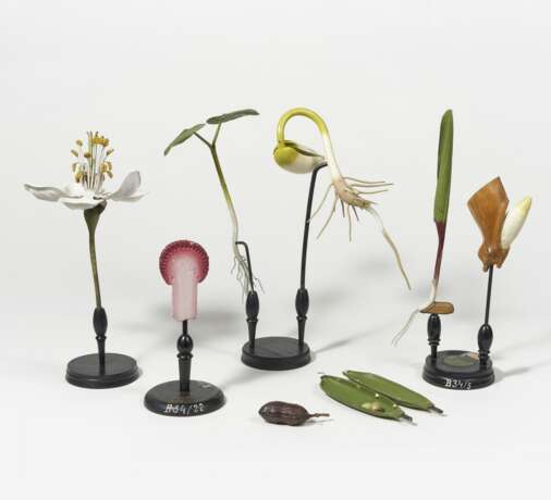 Sieben Pflanzen-anatomische Modelle - photo 2