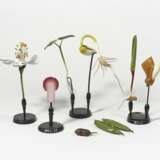 Sieben Pflanzen-anatomische Modelle - Foto 2