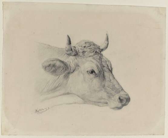 Rudolf (Johann Rudolf) Koller. Kopf einer Kuh - Foto 1