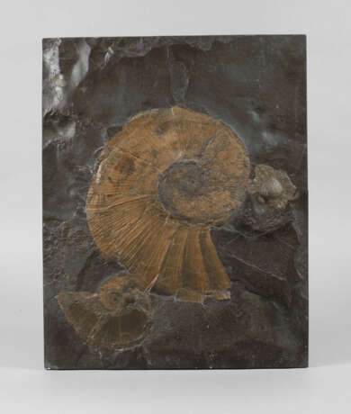 Fossilienplatte - photo 1