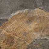 Fossilienplatte - фото 3