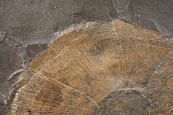 Fossilienplatte - photo 3