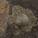 Fossilienplatte - photo 4