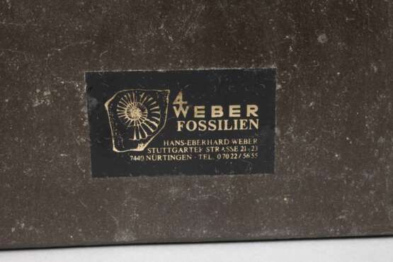 Fossilienplatte - photo 6