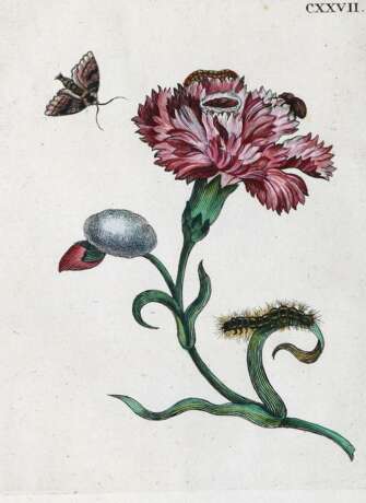 Merian, Maria Sibylla. - photo 1