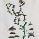 Merian, Maria Sibylla. - photo 2