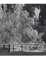 ANSEL ADAMS (1902–1984)