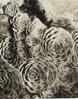 IMOGEN CUNNINGHAM (1883–1976)