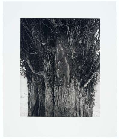 ROBERT ADAMS (B. 1937) - photo 11