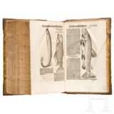 Conrad Gesner, drei Hauptwerke in einem Band: Vogelbuch, Thierbuch, Fischbuch; Zürich, Froschauer, 1557/1563 - фото 30