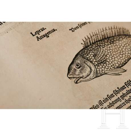 Conrad Gesner, drei Hauptwerke in einem Band: Vogelbuch, Thierbuch, Fischbuch; Zürich, Froschauer, 1557/1563 - photo 45