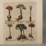 Basilius Besler, Blatt aus ”Hortus Eystettensis” - photo 2