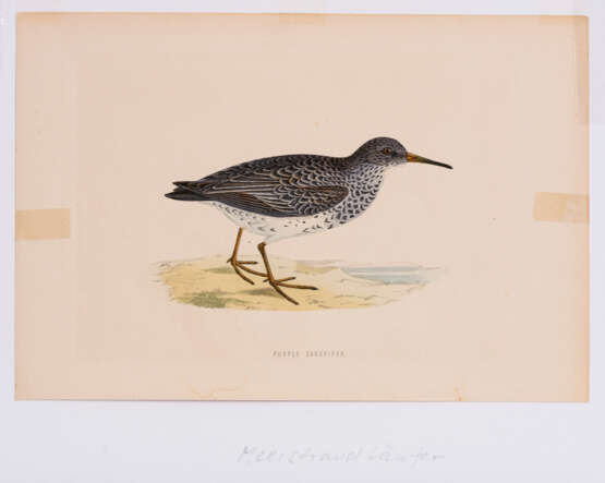 8 Vogeldarstellungen aus "A History of British Birds" - Foto 1