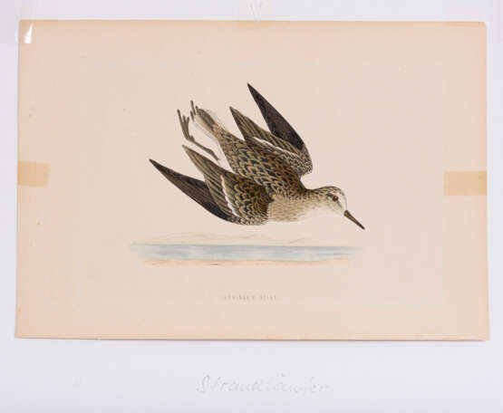 8 Vogeldarstellungen aus "A History of British Birds" - Foto 2