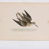 8 Vogeldarstellungen aus "A History of British Birds" - фото 2