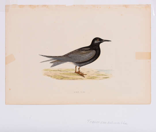 8 Vogeldarstellungen aus "A History of British Birds" - photo 3